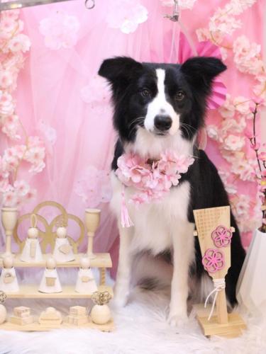 20250320ラブちゃん